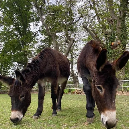 At Loire Valley Llamas Lavernat