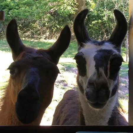 At Loire Valley Llamas Lavernat
