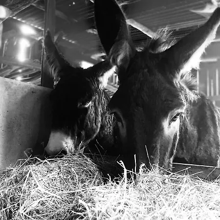 At Loire Valley Llamas Фермерский дом *
