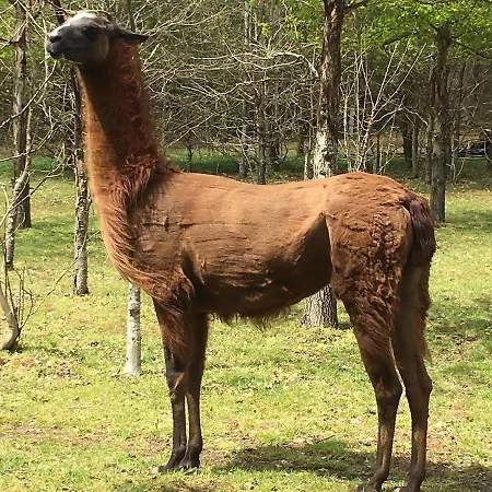 At Loire Valley Llamas *